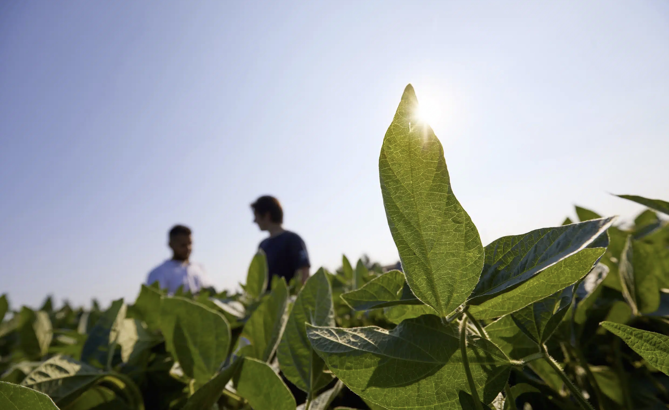 homem num campo de milho,Soluções Tecnológicas,produtos pioneiros,necessidades dos solos,soluções tecnológicas inovadoras,agricultura sustentável e líderes em nutrição tecnológica para solos,sobre nós,nutrição de solos,nutrição de plantas,nutrição animal,agricultura sustentável,bioestimulantes,produtos de sanidade animal,suplementos alimentares,soluções tecnológicas agrícolas,agricultura produtiva,representantes agrícolas,tecnologia agrícola,melhoradores de solo,programas nutricionais à medida,matérias-primas naturais,ensaios agronómicos,unidades industriais,qualidade ambiental,segurança industrial,inovação científica,pesquisa agrícola,colaboração científica,parcerias internacionais,MPB,modo produção biológico